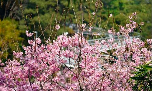 狐尾山公园樱花谷_狐尾山公园樱花谷在哪里