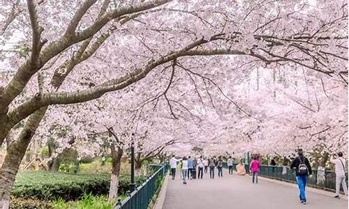 青岛中山公园的樱花_青岛中山公园的樱花几月份开花