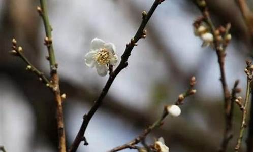 流溪河森林公园梅花_流溪河森林公园梅花林