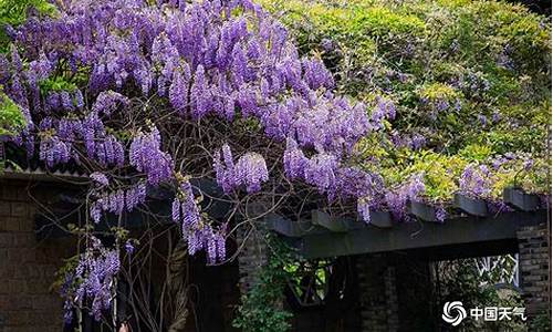 江滩公园紫藤花_江滩公园紫藤花图片大全