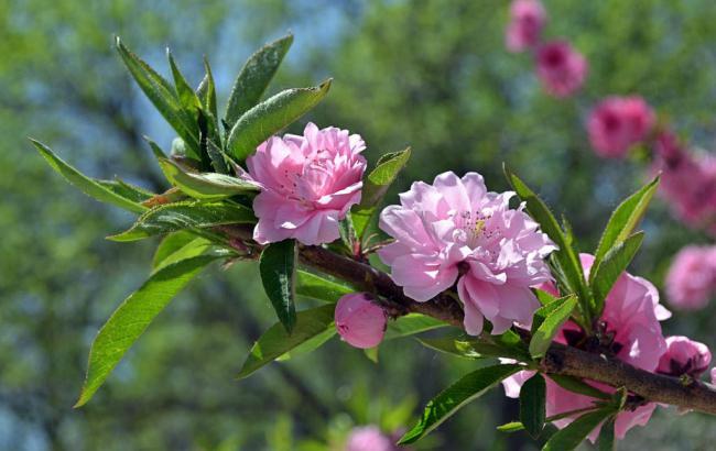 花果山公园摆摊_花果山公园摆摊时间表