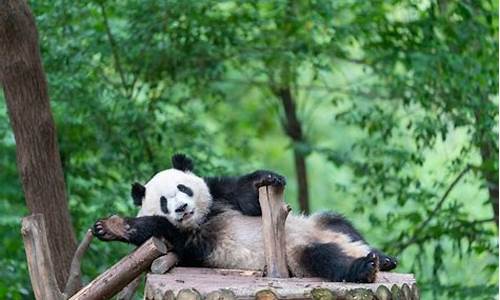 成都大熊猫基地旅游攻略 花花_成都大熊猫基地旅游攻略花花