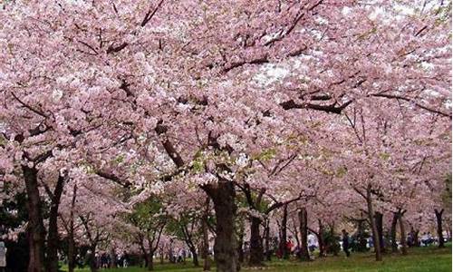 顾村公园樱花节什么人免票_顾村公园樱花节什么人免票的